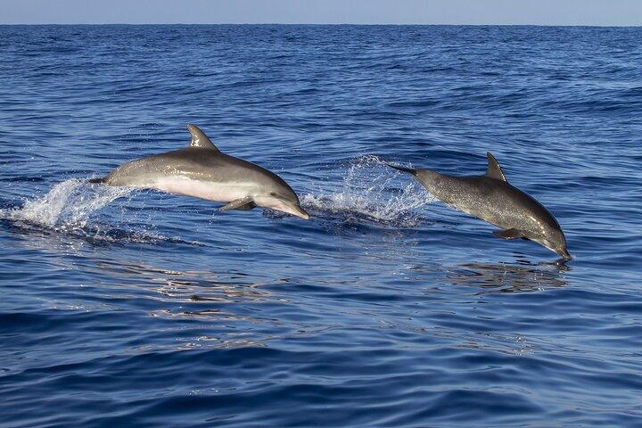 Dolphin watching and wildlife from Faro