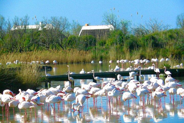 Arles and Camargue Full-Day Tour including Aigues Mortes