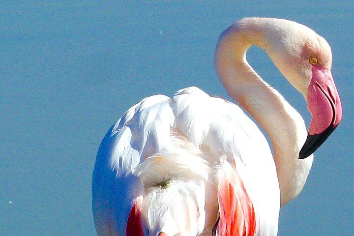 Arles and Camargue Full-Day Tour including Aigues Mortes