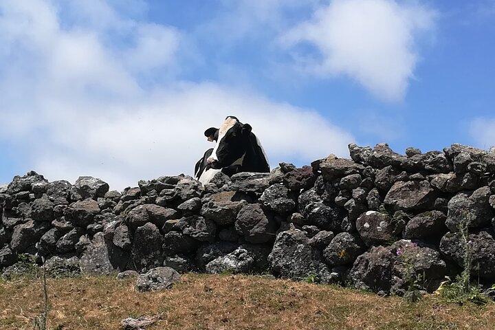 Terceira Island Transfers | Azores