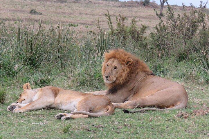 5Days 4Nights Masai Mara, Lake Nakuru & Hell's Gate Lake Naivasha Budget Safari