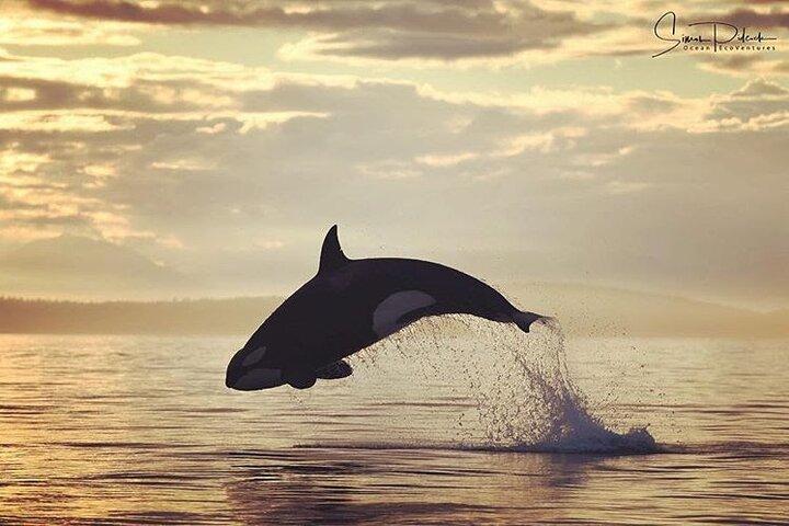 Sunset Whale and Wildlife Adventure in Cowichan Bay