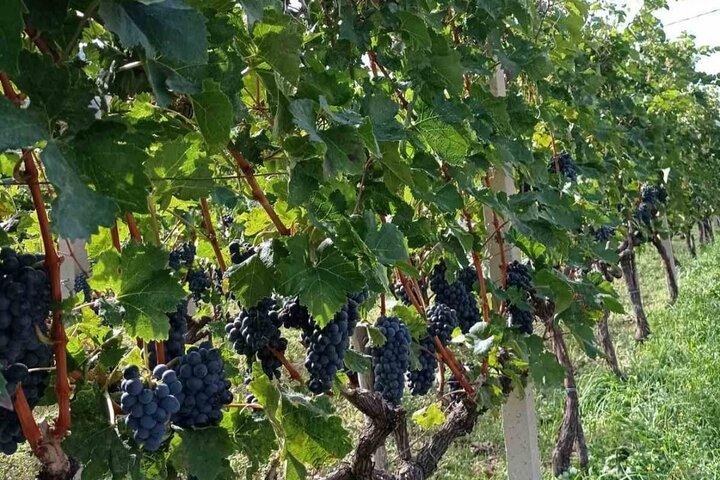 TASTE OF MONTENEGRO - Gastro Private Tour of wine and food