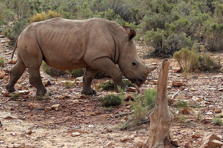 4-Days Private Cape Town Highlights Tours and Overnight Big 5 Safari At Aquila