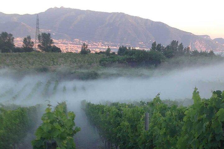 Private Wine Tour,lunch,9 wines,sommelier, transport from Naples