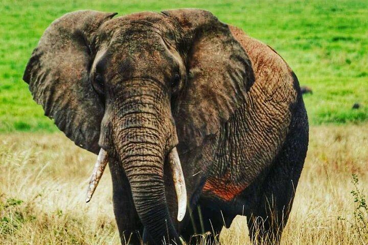 Tarangire National Park Day Tour