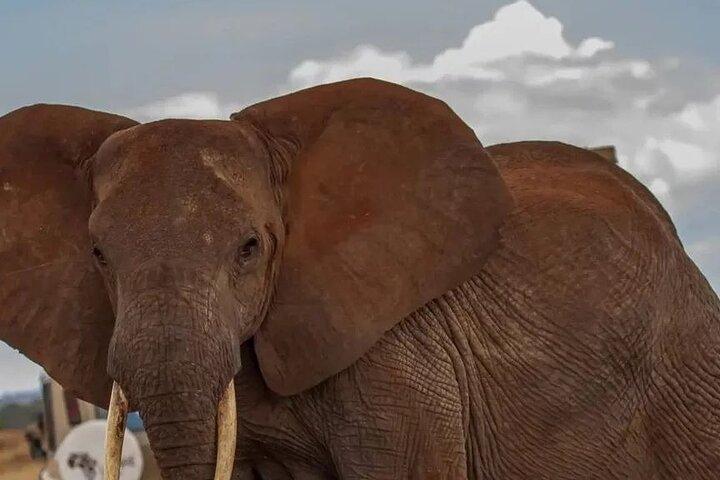 Tarangire National Park Day Tour
