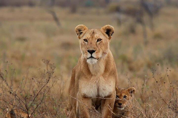 Tarangire National Park Day Tour