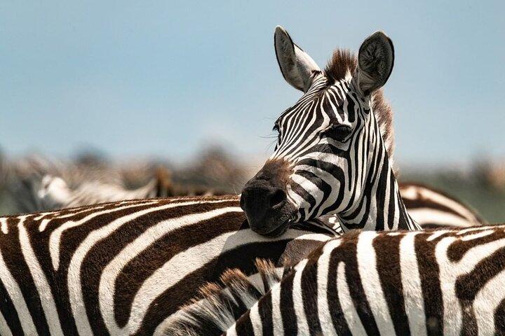 Tarangire National Park Day Tour