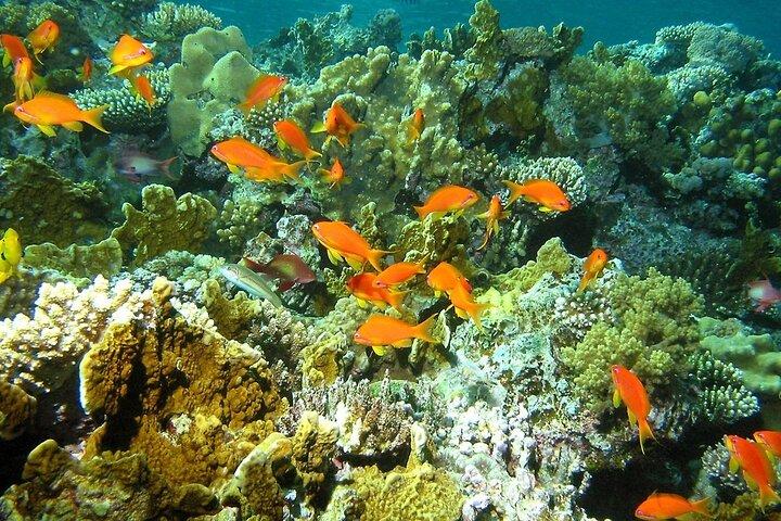 Santa Maria and Chileno Bay Snorkel Adventure Los Cabos