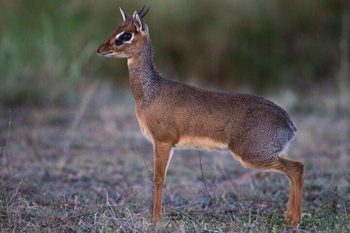 6 Days Camping Safari in Northern Tanzania
