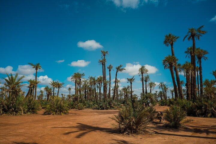 Sunset Quad Biking in the Palm Grove of Marrakech