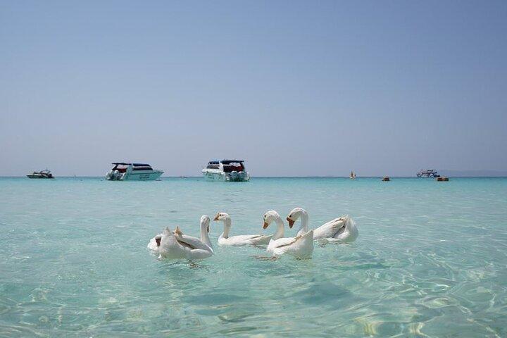 Premium Coral Island Pattaya by Speed boat