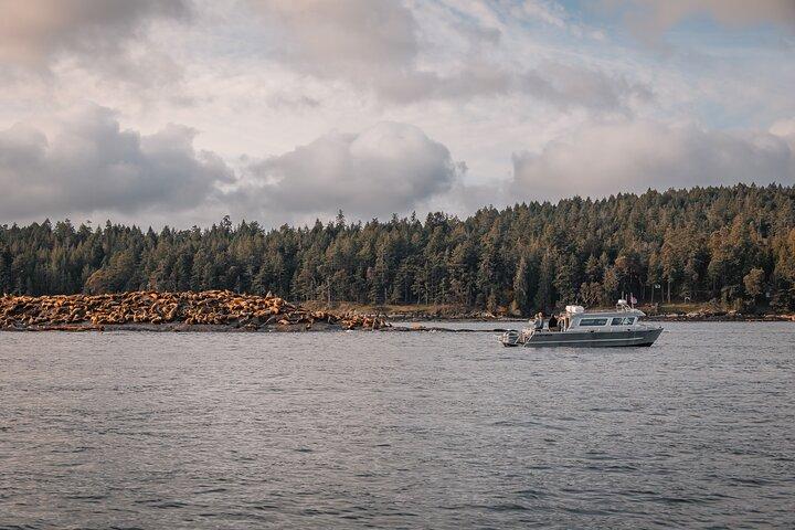 Nanaimo Whale Watching in a Semi-Covered Boat
