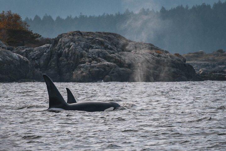 Nanaimo Whale Watching in a Semi-Covered Boat