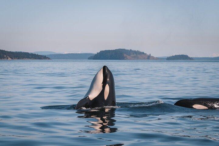 Whale Watching Nanaimo Open Boat Tour