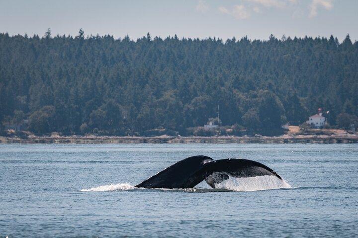 Whale Watching Nanaimo Open Boat Tour