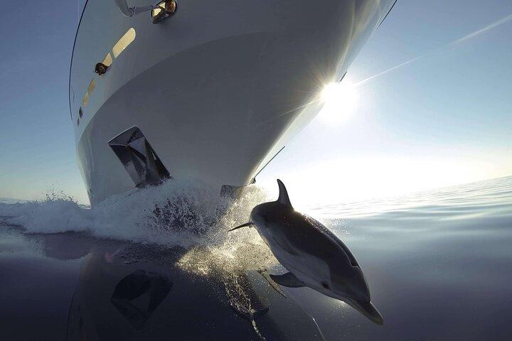 Sunset Dolphin Watching Boat Tour from Vrsar
