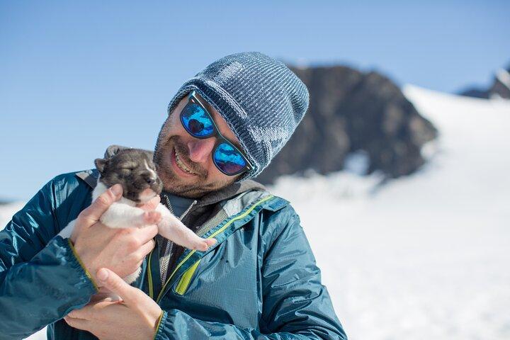 Alaska Helicopter and Glacier Dogsled Tour - ANCHORAGE AREA