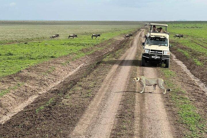 5-Days Lake Manyara, Serengeti, Ngorongoro Crater and Tarangire