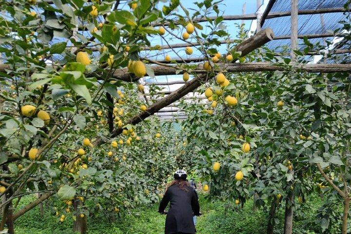 Backroads & Limoncello Experience: Sorrento E-Bike Tour