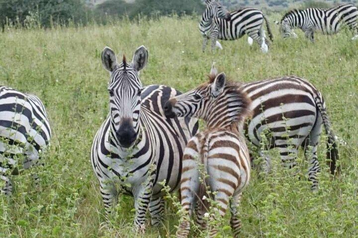Day tour ;Lake Nakuru National Park & Lake Naivasha from Nairobi.