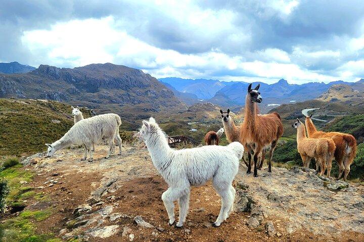 Cuenca to Guayaquil one-way tour with Cajas Park and a Cacao Farm visit