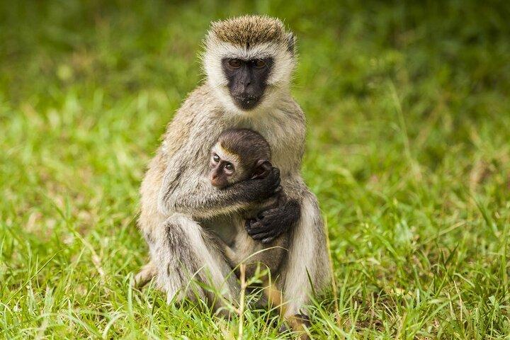Day tour ;Lake Nakuru National Park & Lake Naivasha from Nairobi.
