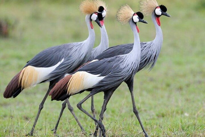 Day tour ;Lake Nakuru National Park & Lake Naivasha from Nairobi.