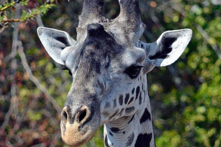 5 Days Budget Safari in Kenya