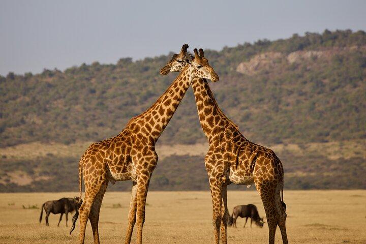 5 Days Budget Safari in Kenya