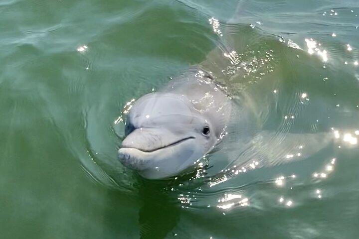 90-Minute Private Dolphin Tour in Hilton Head Island