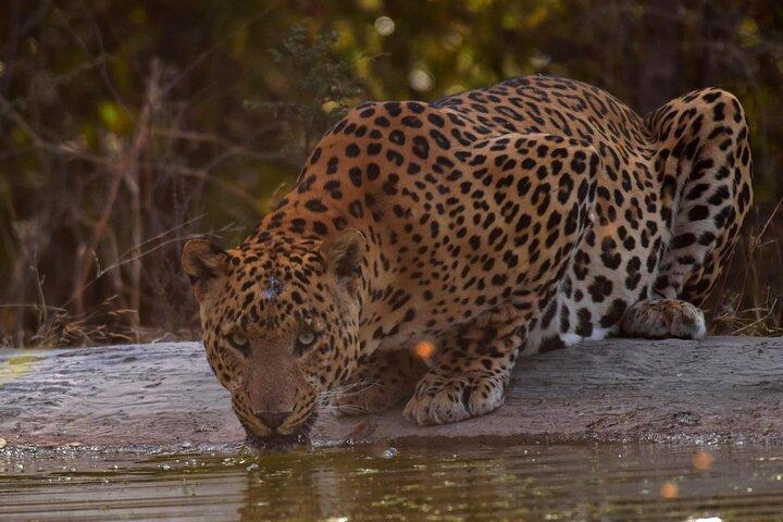 Jhalana Panther Safari Park Tour in Jaipur