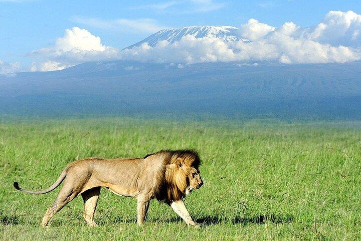 Full Day, Small Group Guided Tour to Amboseli National Park