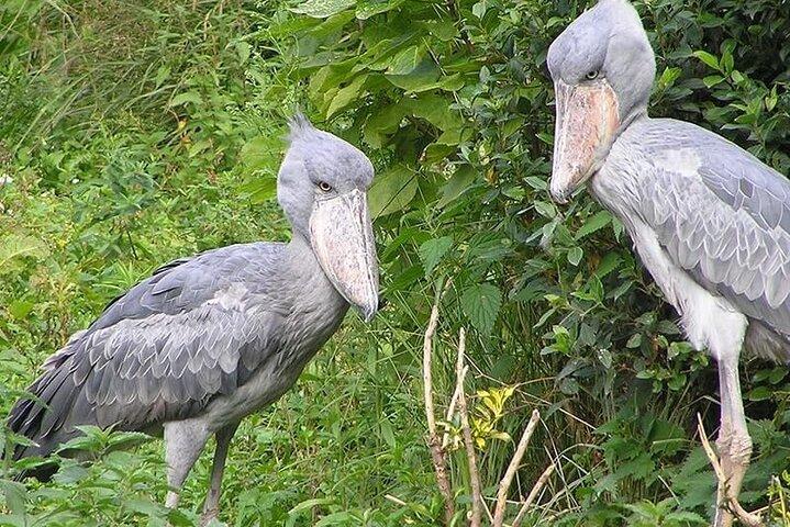 1 Day Shoebill Stork and Birding Experience