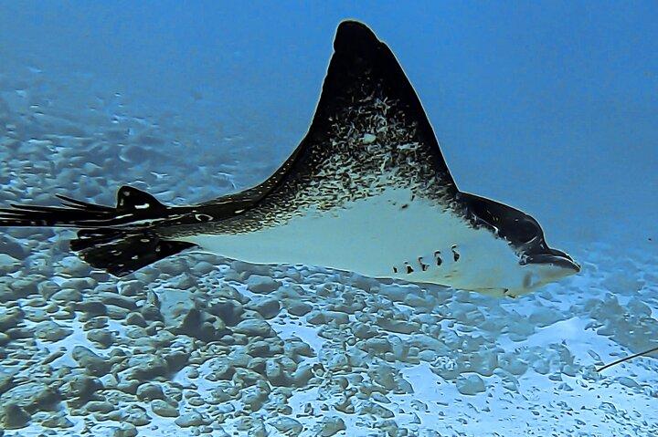 Sea Scooter Snorkel Tour - Reef Adventure with Turtles, Rays and Sharks