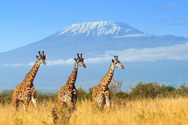 Full Day, Small Group Guided Tour to Amboseli National Park