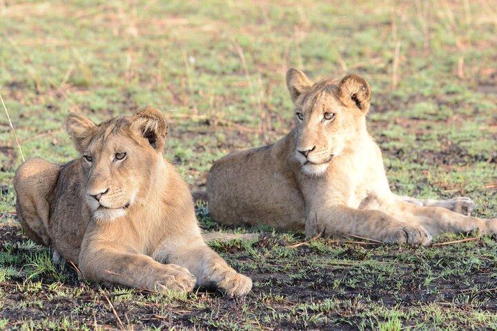 13 Day Uganda Safari with Gorillas, Chimps & Tree climbing lions