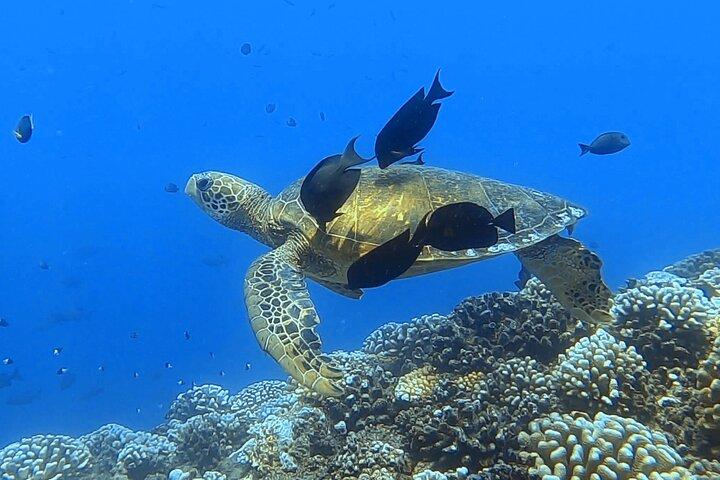Sea Scooter Snorkel Tour - Reef Adventure with Turtles, Rays and Sharks