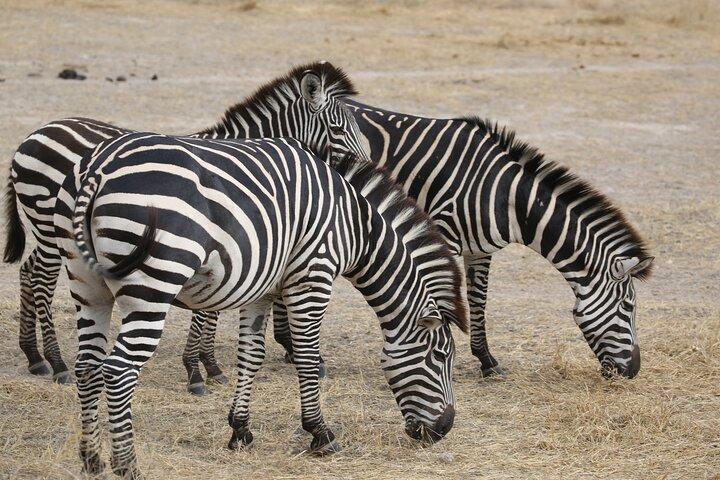 Private 2 Days Safari to Tarangire and Ngorongoro
