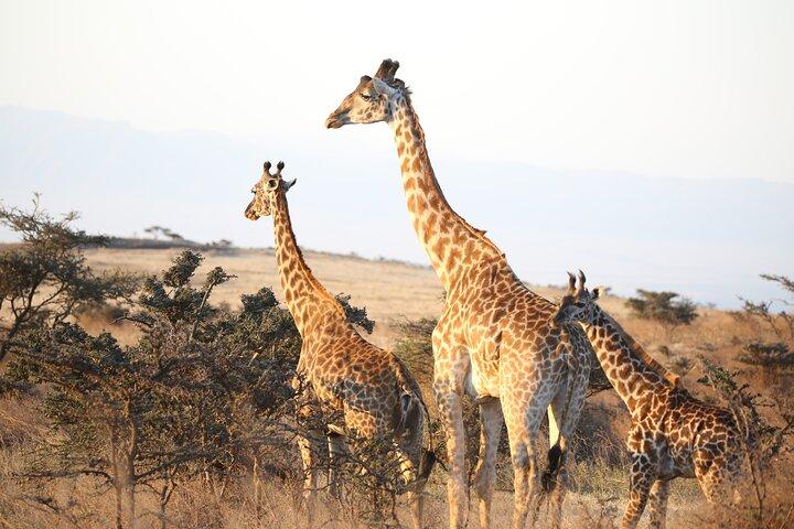 Private 2 Days Safari to Tarangire and Ngorongoro