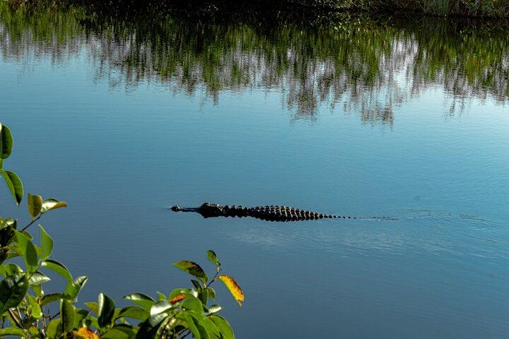 Everglades & Gator Spotting Airboat - free hotel pick up