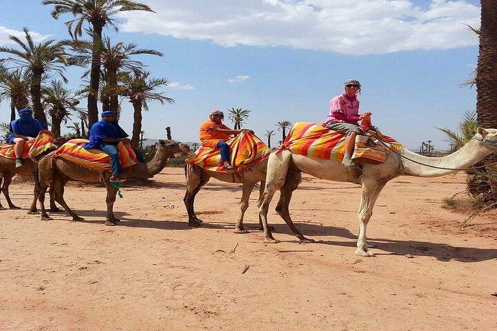 Sunset Camel Ride in the Palm Grove of Marrakech