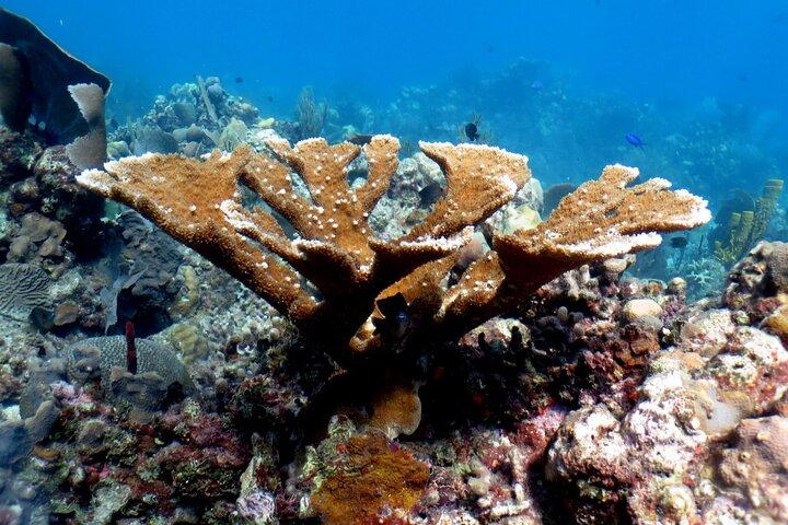 Catalina Island Snorkeling Tour with Lunch, Beach & Chavón River