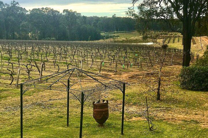 Hunter Valley Wine Tour from Sydney: 3 Wineries & Vineyard Picnic