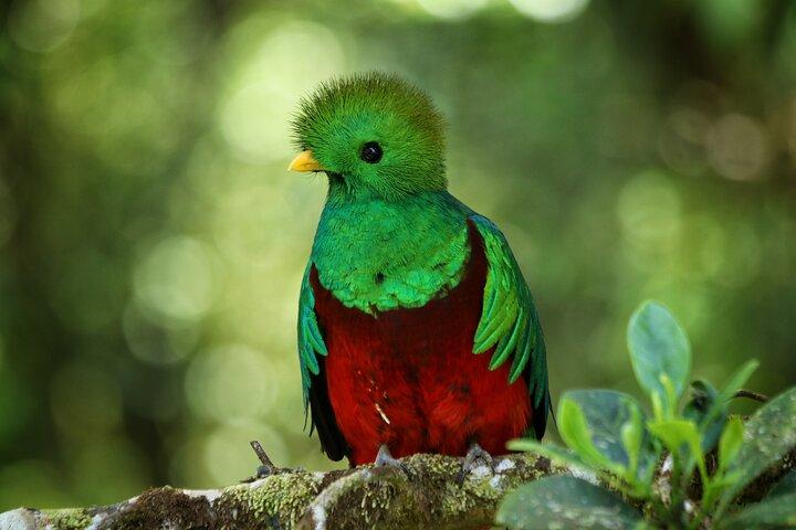 PRIVATE Guided Walk to the Monteverde Cloud Forest Preserve