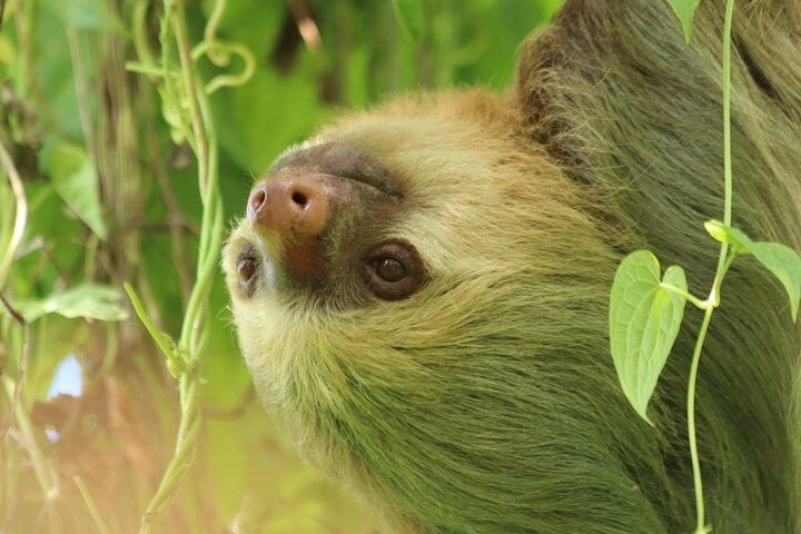 PRIVATE Guided Walk to the Monteverde Cloud Forest Preserve