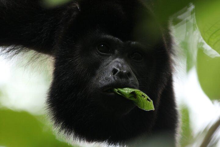 PRIVATE Guided Walk to the Monteverde Cloud Forest Preserve