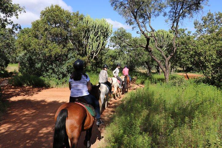Horseback Safari Adventure in Hartbeespoort from Johannesburg