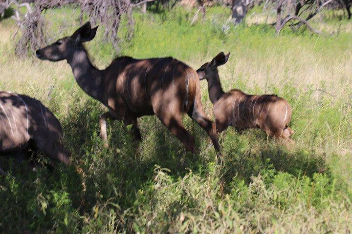 Horseback Safari Adventure in Hartbeespoort from Johannesburg